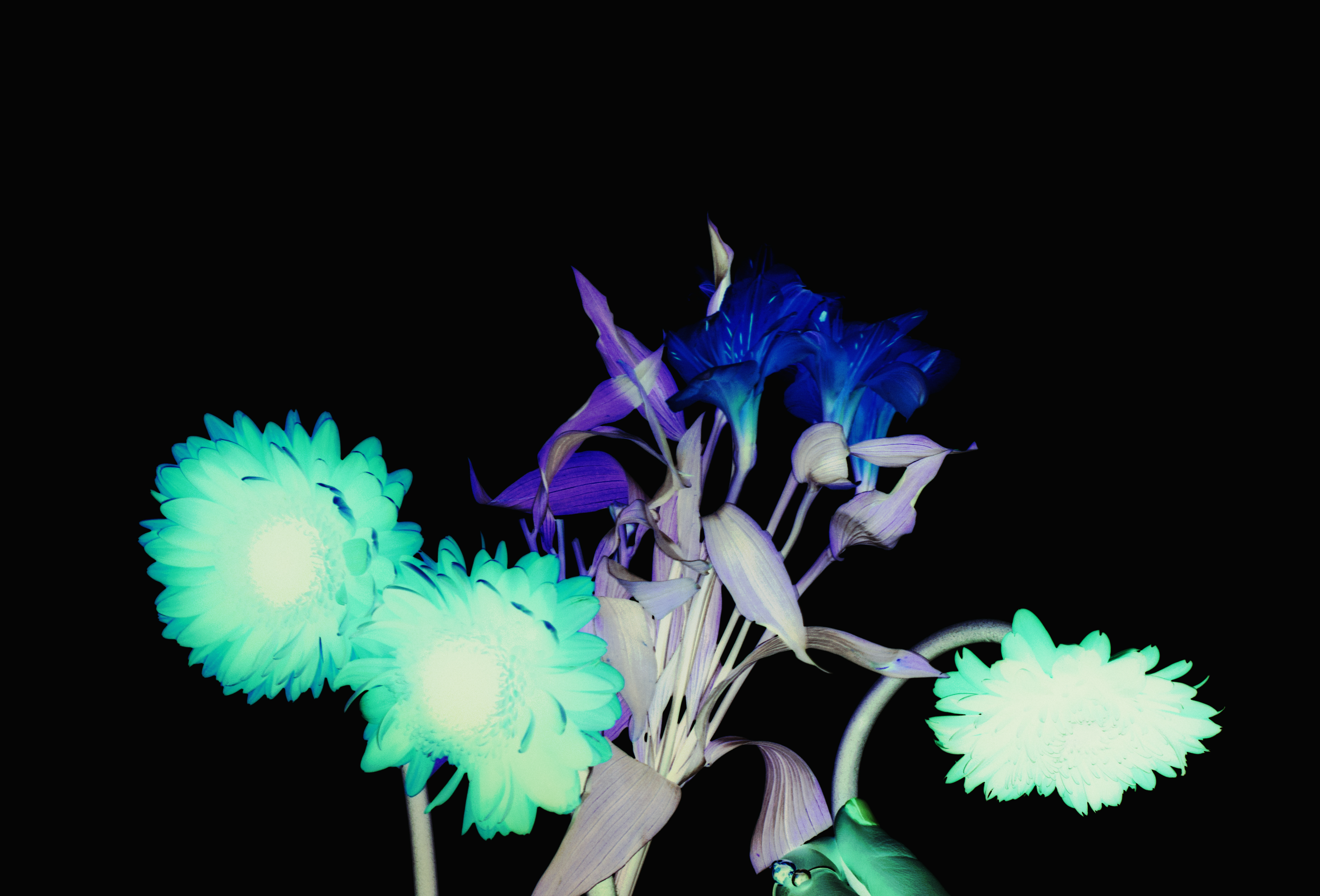 Flores del proyecto Contemplata Origen